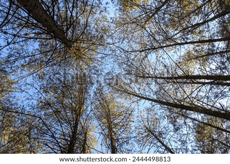 sunny afternoon in the forest with clear sky
