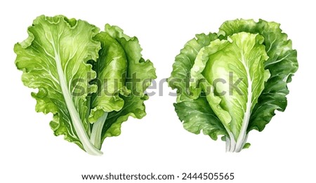 Watercolor Chinese cabbage. Illustration clipart isolated on white background.