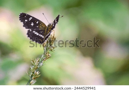 Close-up of the Anthanassa texana butterfly. Texas crescendo Royalty-Free Stock Photo #2444529941