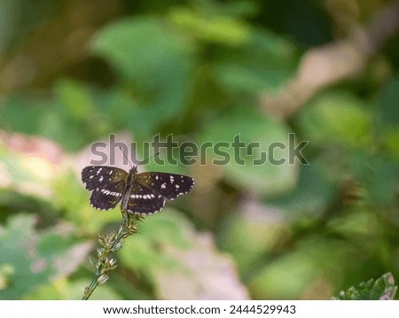 Close-up of the Anthanassa texana butterfly. Texas crescendo Royalty-Free Stock Photo #2444529943