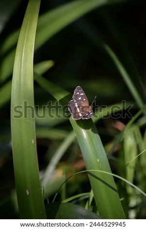Close-up of the Anthanassa texana butterfly. Texas crescendo Royalty-Free Stock Photo #2444529945