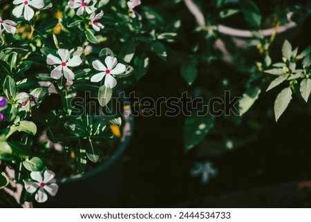 Madagascar periwinkle, graveyard plant,Prostrate Sandmat Plant of the species Euphorbia prostrata,Pink periwinkle flower in garden,Madagascar periwinkle pink flowers and herb beautiful in black  Royalty-Free Stock Photo #2444534733