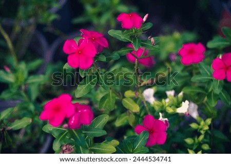 Madagascar periwinkle, graveyard plant,Prostrate Sandmat Plant of the species Euphorbia prostrata,Pink periwinkle flower in garden,Madagascar periwinkle pink flowers and herb beautiful in black  Royalty-Free Stock Photo #2444534741