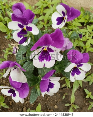 Garden pansy flowers, Viola tricolor, johnny-jump-up, love-in-idleness, and stepmother. 
 Royalty-Free Stock Photo #2444538945