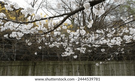 beautifully blooming cherry blossoms and branches