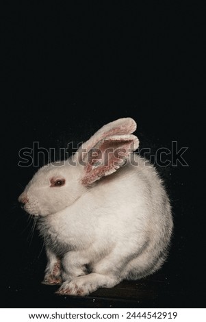 Beautiful white rabbit on black background.