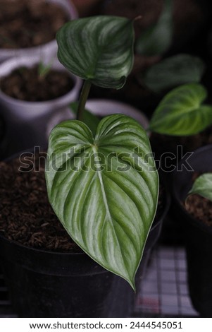 Philodendron plowmanii leaves in low light Royalty-Free Stock Photo #2444545051