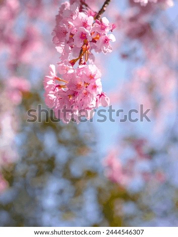 Soft pastel color,Beautiful cherry blossom (Sakura) blooming with fading into pastel pink sakura flower,full bloom a spring season in japan