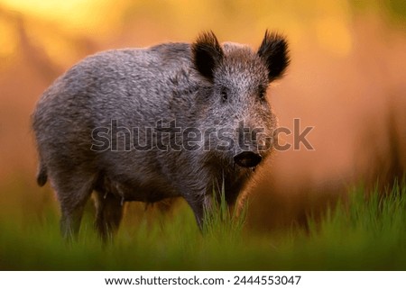Wild boar close up ( Sus scrofa ) Royalty-Free Stock Photo #2444553047
