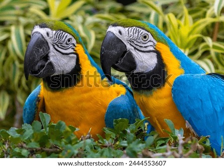 
Parrots are known for their vibrant plumage, which serves various purposes beyond mere aesthetics. Plumage in birds, including parrots, serves functions such as camouflage, signaling, and thermoregul Royalty-Free Stock Photo #2444553607