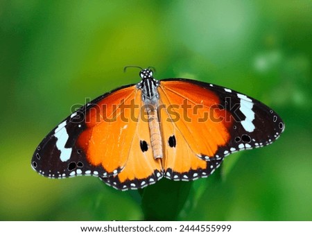 Butterfly (Danaus chrysippus) portrait photo.(Pic and drop). Royalty-Free Stock Photo #2444555999