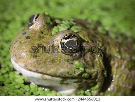 Marsh frog portrait photo.(Pic and drop). Royalty-Free Stock Photo #2444556013