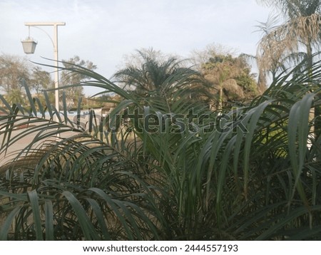 Palm tree picture in park site 