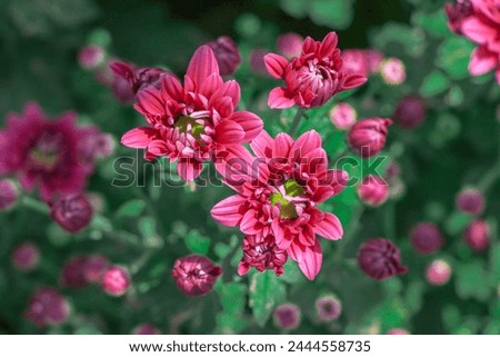 Chrysanthemum flower stock image, Image of chrysanthemum, Summer flowers, Chrysanthemum flower background.