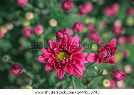 Chrysanthemum flower stock image, Image of chrysanthemum, Summer flowers, Chrysanthemum flower background.