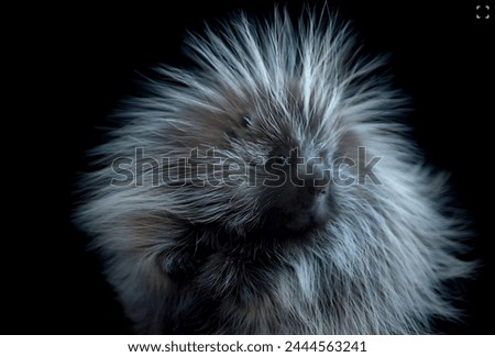 a porcupine is in the black background