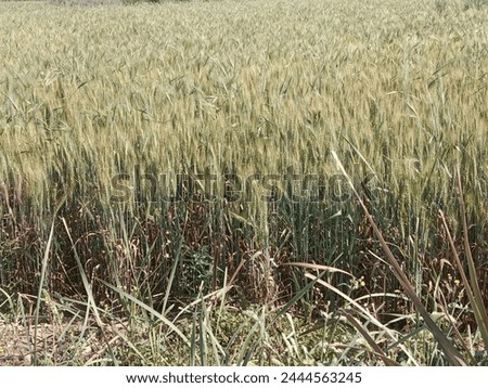 Triticum aestivum L plant or wheat plant or wheat field landscape.Close to ripe wheat plant background Royalty-Free Stock Photo #2444563245