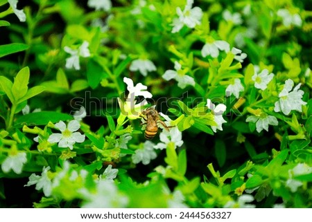 Closeup beautiful Cuphea hyssopifolia or false heather, Mexican heather, Hawaiian heather or elfin herb . Cuphea hyssopifolia with flying bees in the tropical garden Royalty-Free Stock Photo #2444563327