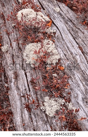 Blueberry and Lichen grow out of a crack on a log, Kingston Plaines, Alger County, Michigan