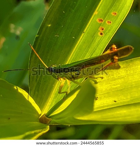 Oxya japonica, also known as Japanese grasshopper or rice grasshopper, is a type of grasshopper with short horns that belongs to the Acrididae family. Royalty-Free Stock Photo #2444565855