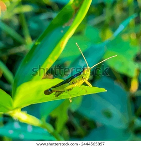 Oxya japonica, also known as Japanese grasshopper or rice grasshopper, is a type of grasshopper with short horns that belongs to the Acrididae family. Royalty-Free Stock Photo #2444565857