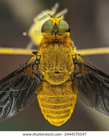 Golden honey bee close Up shot 