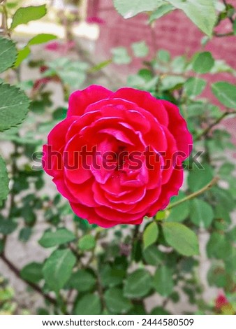 The flowers are a stunning shade of red, reminiscent of the finest rubies. Their velvety petals are soft to the touch, and their delicate fragrance fills the air with a heady sweetness. Royalty-Free Stock Photo #2444580509