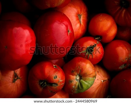 Fresh Harvested Galician Beefsteak Tomatoes in Galicia Spain Royalty-Free Stock Photo #2444580969