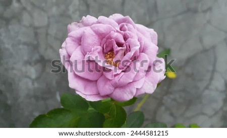 Kinda Blue rose flower on cement background. Purple roses.