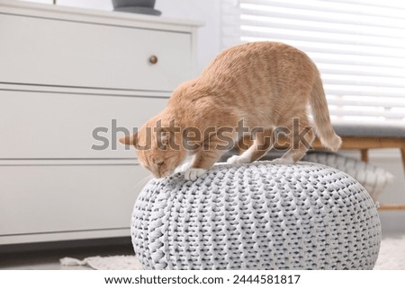 Cute ginger cat on pouf at home