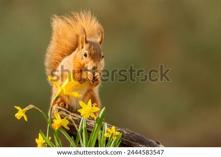 Red squirrel with daffodils in the spring
