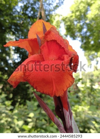 Orange flower image in full bloom 