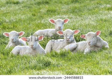 Spring lambs cuddled in the morning sun in Dorset UK Royalty-Free Stock Photo #2444588815