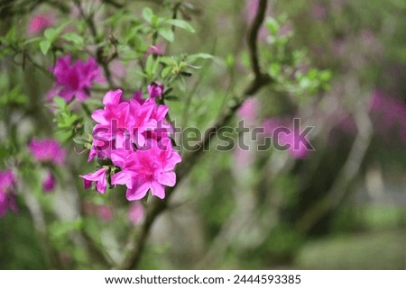 Pink azaleas quietly bloom on a cloudy spring afternoon on a Taiwanese hiking trail, contrasting with the green leaves to create a peaceful scene.