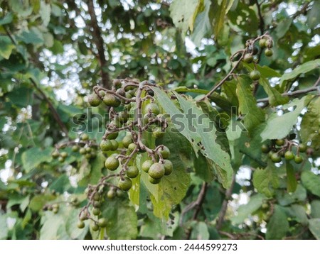 Microcos tomentosa is a green, wild fruit. The black, ripe fruit is edible.
