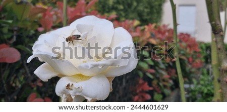Close-up of a honey bee collecting nectar from a blooming white rose in a serene garden setting