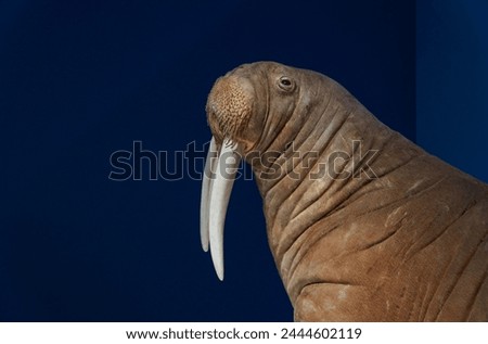 Walrus specimens head close up