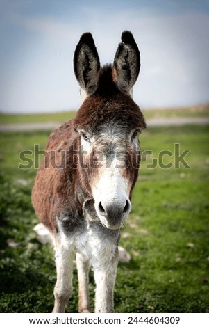 Donkey, the beast of burden found in Şırnak. donkey photo