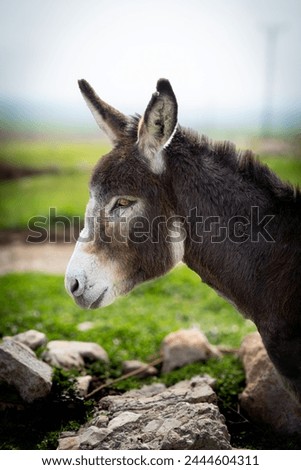 Donkey, the beast of burden found in Şırnak. donkey photo