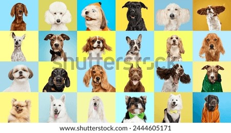 Collage of various dog breeds in different size and color against multicolored background. Marketing for pet food brands, illustrating variety for every breed. Concept of animal theme, care, vet
