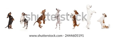Collage made of different purebred dogs jumping, playing, standing on hind legs against white studio background. Concept of animal theme, care, pet friend, vet, doggie lifestyle