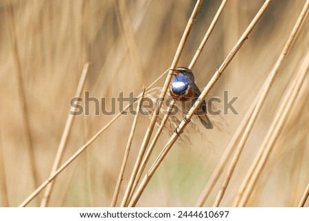 Colroful White-Spotted Bluethroat, Luscinia svecica, singing in the reeds. Beautiful cute little bird with blue, orange and white throat. European waterfowl. Amazing wildlife spring scene. Royalty-Free Stock Photo #2444610697