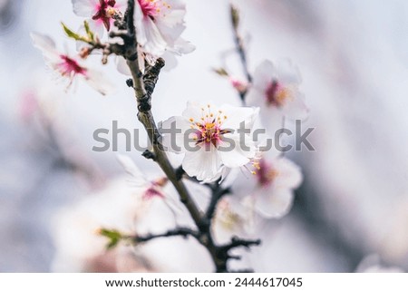 Closeup of white flower growing on almond tree blossom in spring garden, april floral nature 