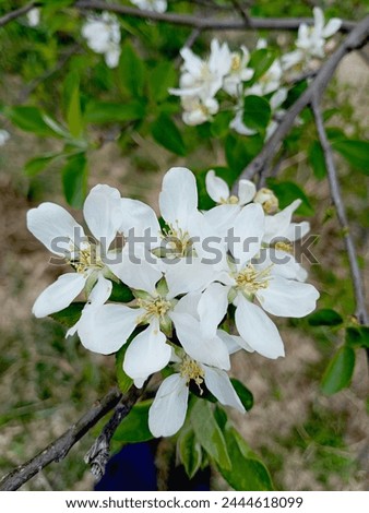 White flowers natural beauty full picture color 