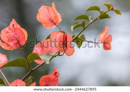 Bougainvillea glabra, also known as paper flower. lesser bougainvillea - red bract Royalty-Free Stock Photo #2444627895