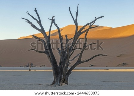 Picture of a dead tree in the Deadvlei salt pan in the Namib Desert in front of red sand dunes in the morning light in summer