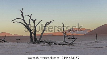 Picture of a dead tree in the Deadvlei salt pan in the Namib Desert in front of red sand dunes in the morning light in summer
