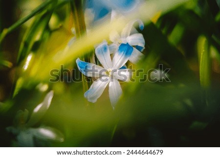 The blue flowers bloom like drops of the sky against a backdrop of green, bringing a sense of peace and harmony to the surroundings. Their gentle shade of blue attracts attention. Royalty-Free Stock Photo #2444644679