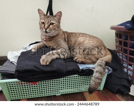 a brown cat with black gradations is sitting on the floor in front of a white wall