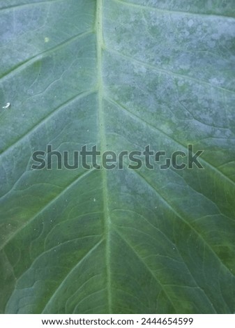 photo background with leaf texture